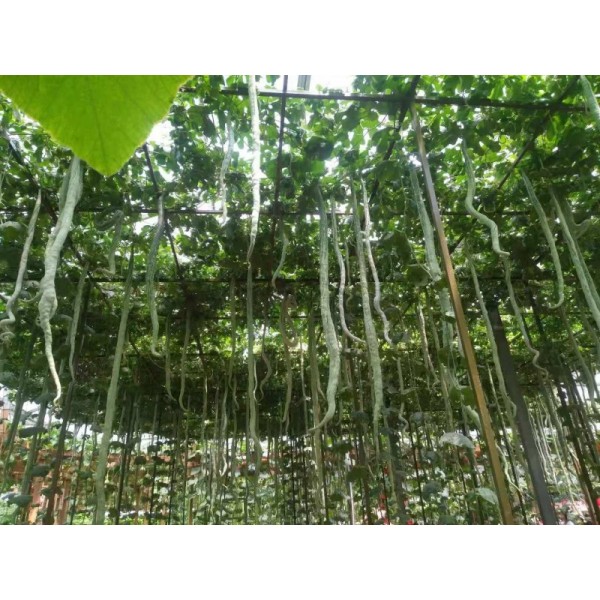 蛇瓜还用搭架吗?优质蛇豆种子批发