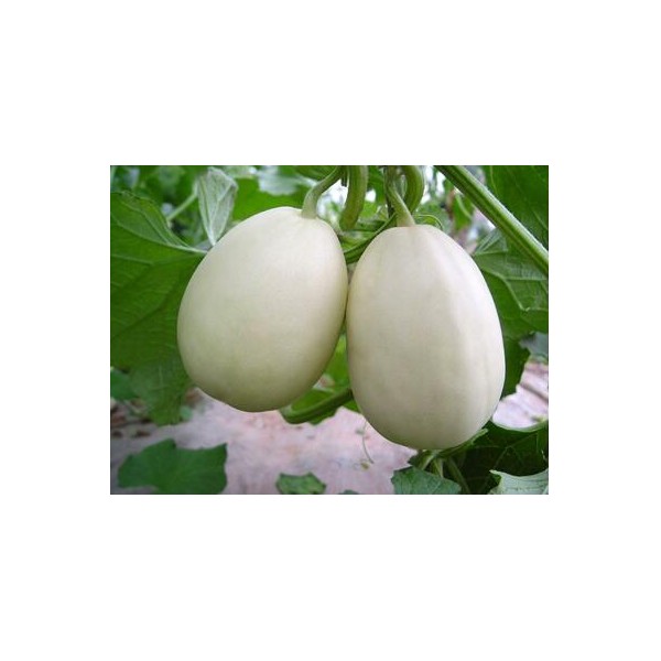 运城育苗厂育甜瓜种苗 品种博洋九种植