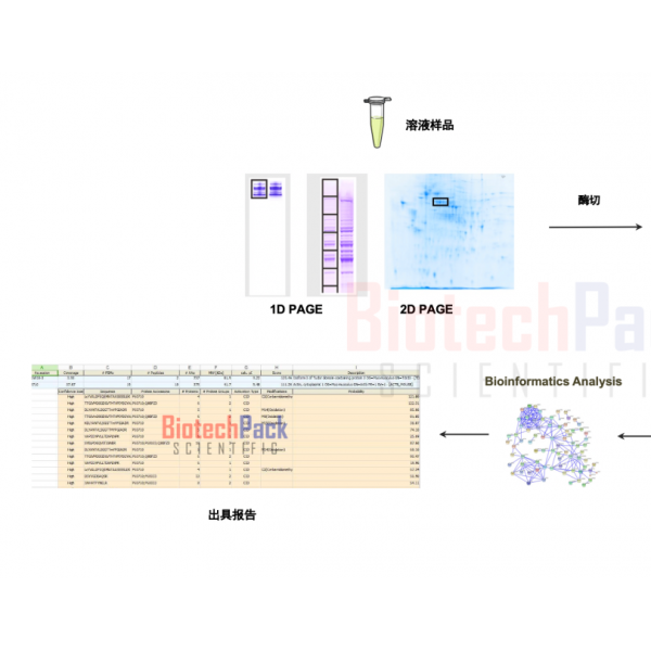 蛋白质质谱鉴定