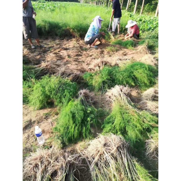 芦笋种苗批发 芦笋种子价格 绿芦笋种苗基地批发价格