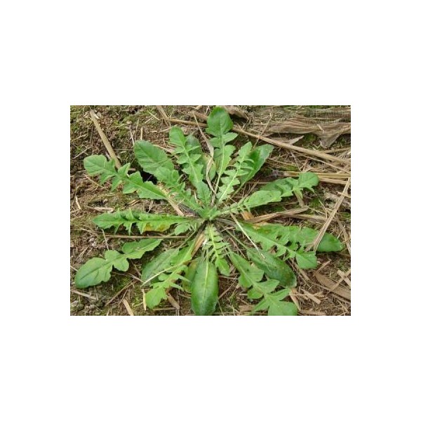 菊花脑种子价格 野生特菜 荠菜种子