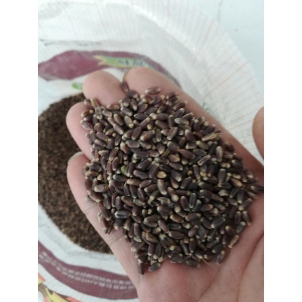 黑小麦种子 黑小麦种子 黑小麦种子 黑小麦种子